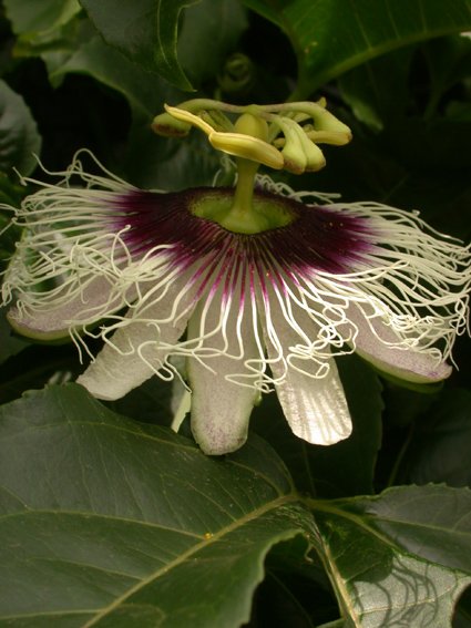 Passiflora Edulis